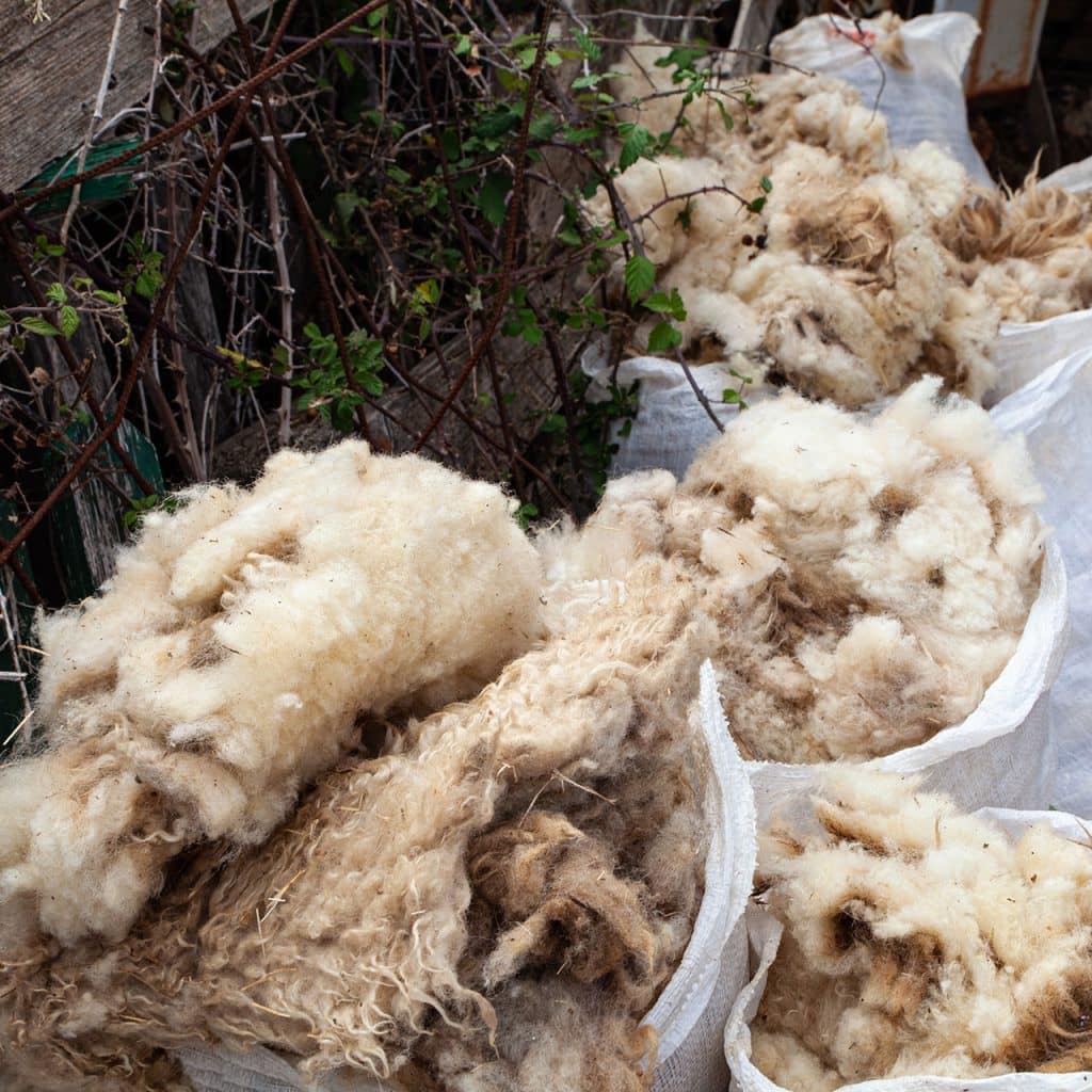Sheep's wool worth nothing anymore?