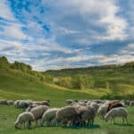 Products from the wool region in Russia